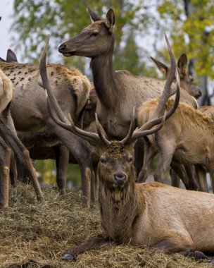 Geyik samanlıkta dinlenirken çevresindeki geyikleri ve çevresindeki yaşam alanları ile birlikte. Kırmızı Geyik Fotoğrafı.