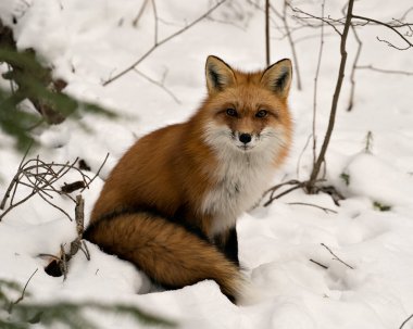 Kızıl tilki profil görüntüsü karların üzerinde duruyor. Çalı tilki kuyruğu sergiliyor. Kış mevsiminde kürk ve karlı arka planda yaşam ortamı. Fox Image 'da. Görüntü. Portre.