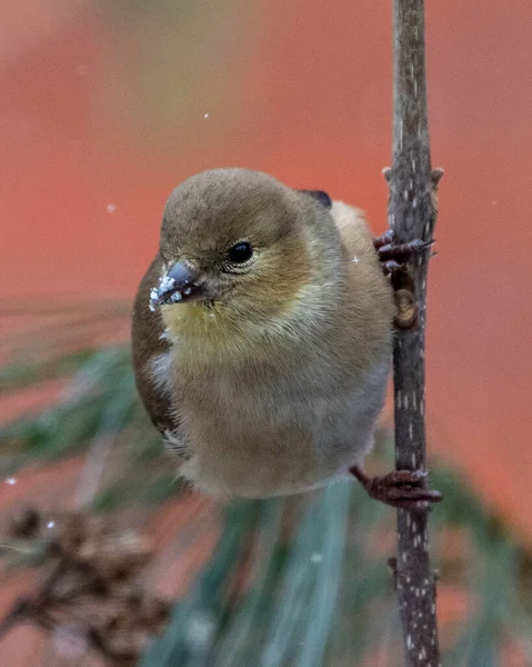 American Goldfinch Närbild Profil Uppflugen Gren Med Suddig Orange Bakgrund — Stockfoto