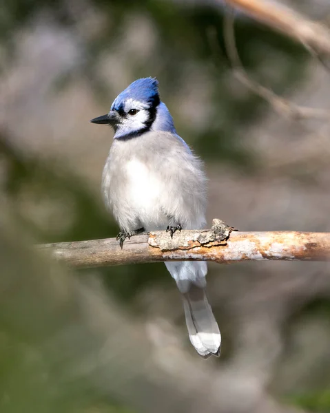 Blue Jay Pássaro Close Empoleirado Ramo Com Fundo Floresta Borrão — Fotografia de Stock