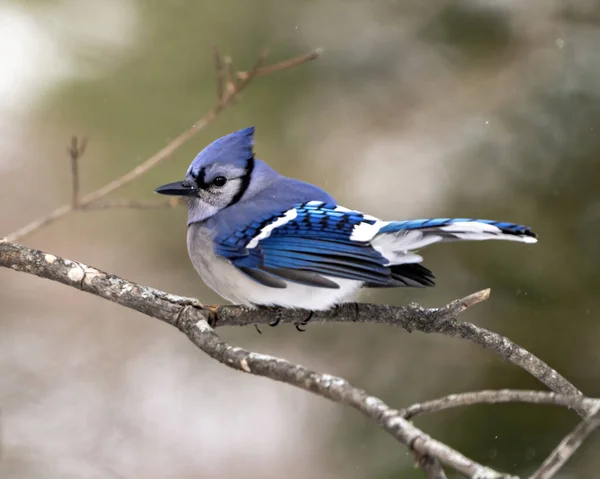 青いジェイ鳥のクローズアップは 冬の季節の環境と青い羽の羽の羽を示す周囲の生息地で ぼやけた森の背景を持つ枝に浸透しました 写真だ 肖像画 — ストック写真