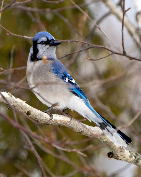 Blue Jay Bird Perched Branch Blur Background Its Environment Habitat — Stock Photo, Image