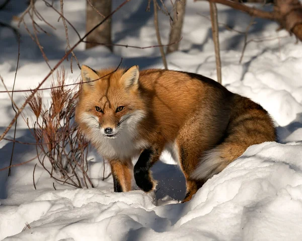 Kızıl tilki yakın plan, kış mevsiminde kendi ortamında ve doğal ortamında, bulanık kar arka planında tüylü tilki kuyruğu ve kürkü sergiliyor. Görüntü. Görüntü. Portre. Fox Stok Fotoğrafı.
