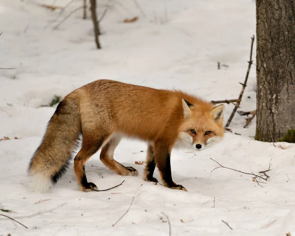 Red Fox Close Profile Side View Winter Season Its Environment — Stock Photo, Image