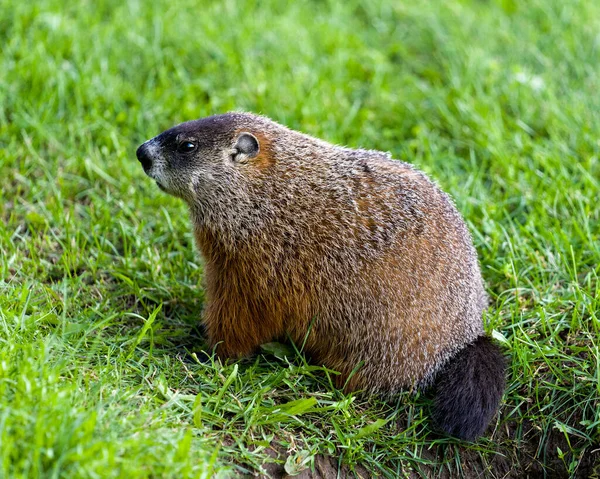 Groundhog Close Profile View Futtersuche Gras Mit Verschwommenem Hintergrund Und — Stockfoto