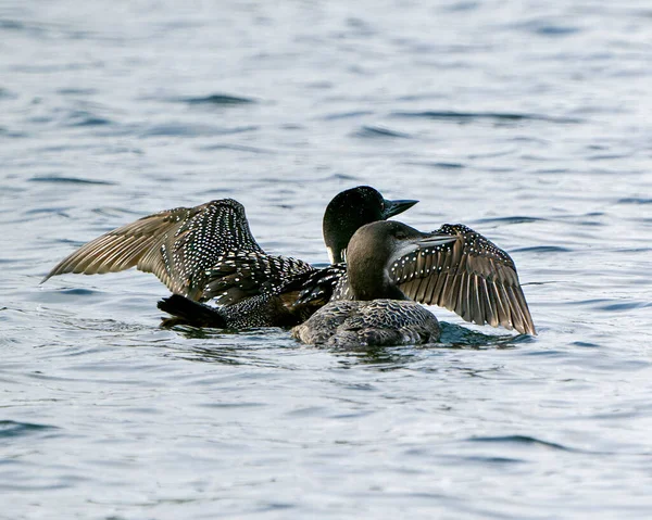 Plongeon Huard Avec Jeunes Bébés Huards Immatures Dans Phase Croissance — Photo