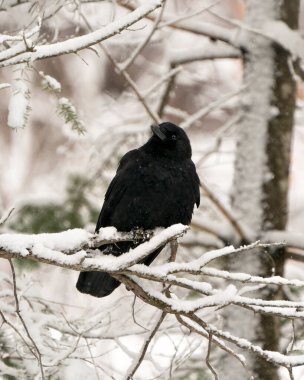 Kuzgun kuş, karlı bir dala tünemiş ve kara tüylerinin üzerine kar yağan bulanık bir orman arka planına sahipti. Çevresinin ve yaşam alanının tadını çıkarıyordu. Karga Fotoğrafı. 