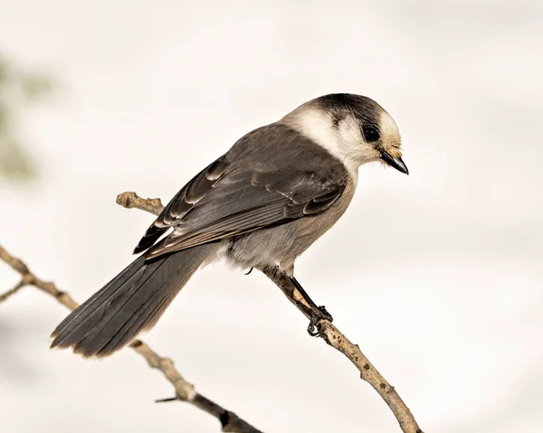 Vista Del Perfil Cerca Gray Jay Encaramado Una Rama Entorno —  Fotos de Stock