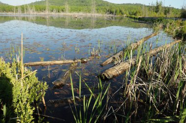 Çevresinin ve yaşam alanının tadını çıkaran bir göldeki boyalı kaplumbağa. Kaplumbağa Fotoğrafı. Görüntü. Portre.