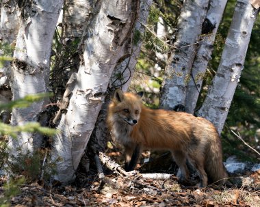 İlkbahar mevsiminde kırmızı tilki profili yan görüntüsü tilki kuyruğu, kürkü, çevresi ve doğal ortamında huş ağacı arka planı ve yerde kahverengi yapraklar sergilenmektedir. Fox Image 'da. Görüntü. Portre. Fotoğraf..