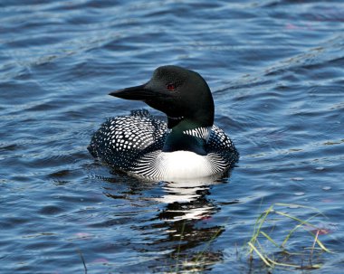 Dalgıç kuşu, çevresindeki ve habitatındaki gölde yüzen, kırmızı gözlü, beyaz ve siyah tüylü, yeşilimsi boyunlu, yakından profil ön görüntüsü. Wetland Image 'daki kaçık. Dalgıç kuşu gölde. Loon Fotoğraf Stoku. 