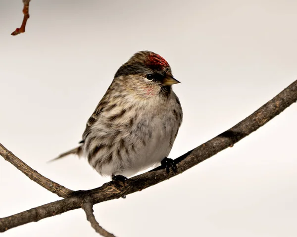 Red Poll Vogel Hockt Mit Einem Verschwommenen Weißen Hintergrund Wald — Stockfoto