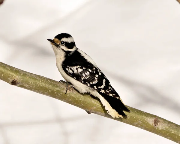 Woodpecker Downy Θηλυκό Ένα Κλαδί Δέντρου Λευκό Φόντο Στο Περιβάλλον — Φωτογραφία Αρχείου