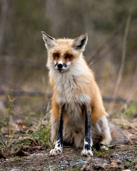 Red Fox Siedzi Sezonie Wiosennym Rozmytym Tłem Wyświetla Białe Ślady — Zdjęcie stockowe