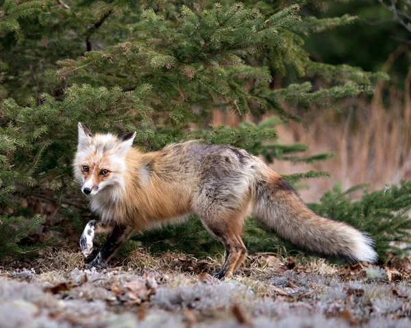 Red Fox Vista Lateral Perfil Close Com Fundo Abeto Desfrutando — Fotografia de Stock