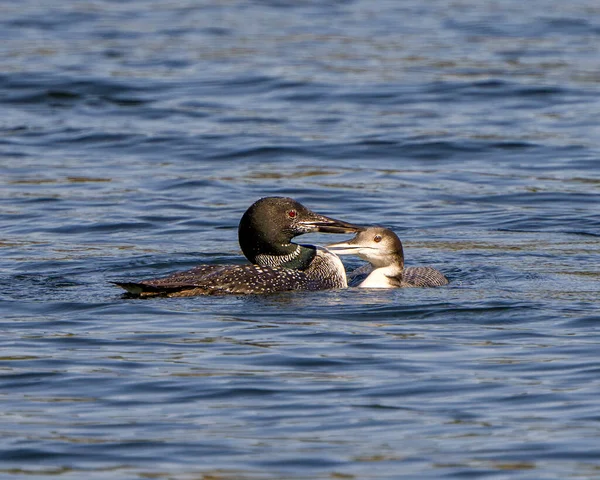 Plongeon Huard Avec Jeunes Plongeons Juvéniles Phase Croissance Nageant Dans — Photo