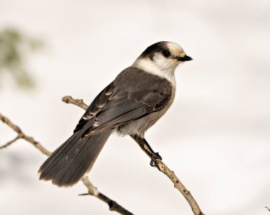 Gri Jay Bird Fotoğraf ve Görüntü. Jay, çevresindeki ve yaşam alanındaki bir dala tüy tüyü ve kuş kuyruğu göstererek tünedi. Noel resmi süsü. Görüntü. Resim. 