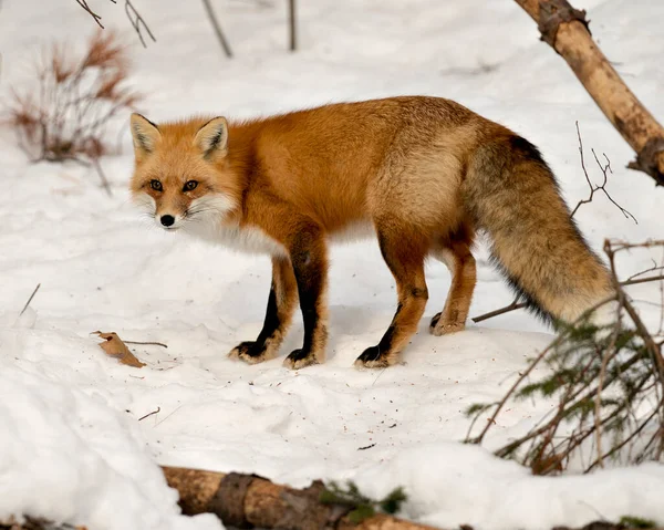 Foto de Fox Stock. Vista lateral del perfil de primer plano en la temporada de invierno en su entorno y hábitat con fondo de nieve borrosa que muestra cola de zorro espeso, piel. Fox Image. Una foto. Retrato —  Fotos de Stock