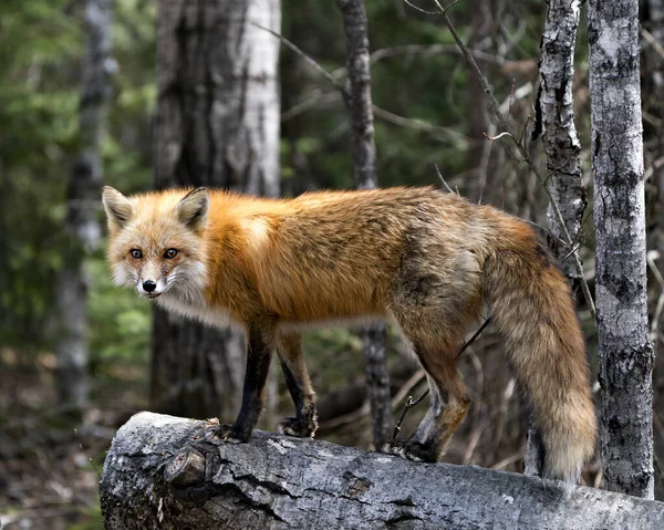 Rode Vos Foto Stock. Fox Afbeelding. Close-up profielweergave staand op een boomstam in het voorjaarsseizoen met wazige bosachtergrond in zijn omgeving en habitat. Afbeelding. Portret. Foto. — Stockfoto