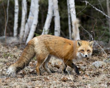 Red Fox, bahar mevsiminde çevre ve yaşam ortamında arka planda bulanık huş ağaçları bulunan yakın plan profil yan görüntüsü. Görüntü. Portre. Tilki Resmi.