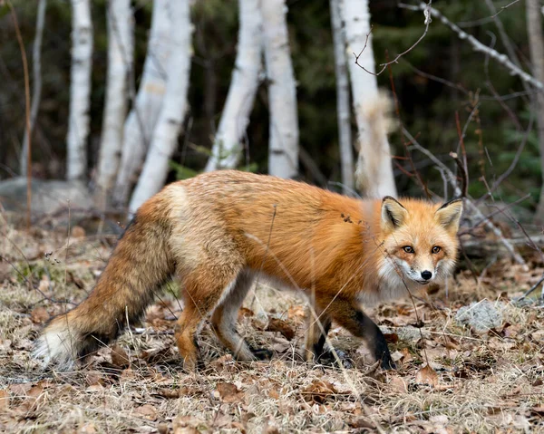 Red Fox Vista Lateral Perfil Close Temporada Primavera Com Fundo — Fotografia de Stock