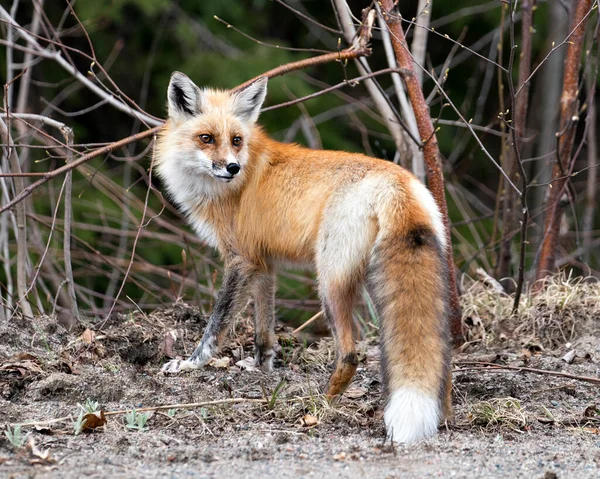 Vue Profil Rapprochée Renard Roux Regardant Caméra Avec Fond Forêt — Photo