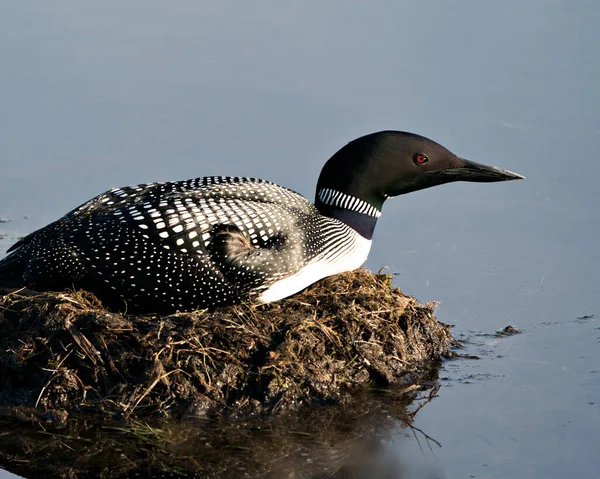 둥우리에는 습지의 과물로 둥지를 호숫가의 서식지에는 그려져 Loon Nest Image — 스톡 사진