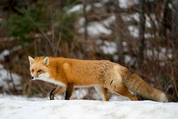 Red Fox Vista Close Perfil Forrageamento Temporada Inverno Com Fundo — Fotografia de Stock