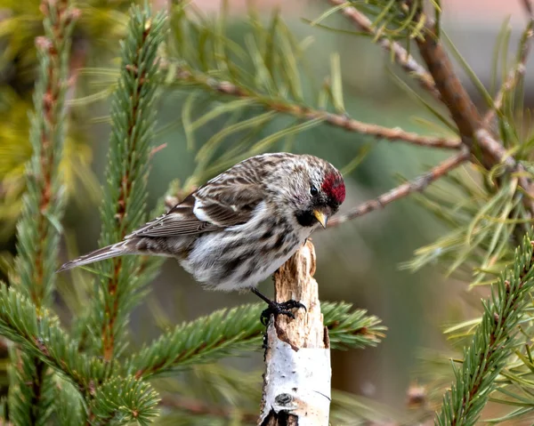 Vue Profil Rapprochée Sondage Rouge Perché Sur Une Branche Bouleau — Photo