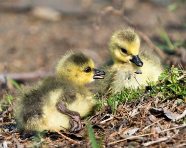Kanadalı bebekler çevre ve yaşam alanlarındaki çimlere yakın profil görüntüsü çiziyorlar. Kanada Kaz Görüntüsü. Görüntü. Portre. Fotoğraf.. 
