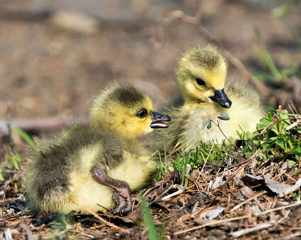 Kanadalı bebekler çevre ve yaşam alanlarındaki çimlere yakın profil görüntüsü çiziyorlar. Kanada Kaz Görüntüsü. Görüntü. Portre. Fotoğraf.. 