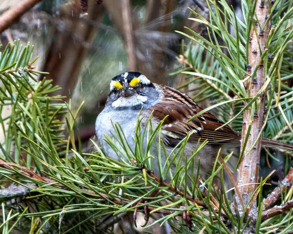 Sparrow Branco Throated Empoleirado Galho Pinheiro Com Fundo Borrão Seu — Fotografia de Stock