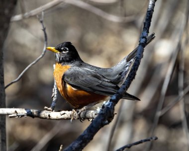 Robin Bird, çevresindeki bulanık orman arka planına ve tüylerini gösteren doğal yaşam alanına sahip bir dala tünemişti.. 