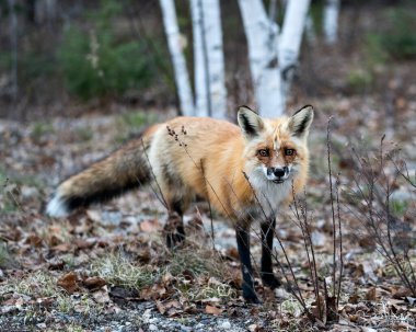 Red Fox 'un bahar mevsiminde çevre ve yaşam ortamında bulanık orman arka planıyla yakın plan profil görüntüsü. Görüntü. Portre. Fotoğraf. Tilki Resmi.