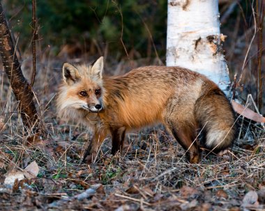 İlkbahar mevsiminde kırmızı tilki yakından profil yan görüntüsü tilki kuyruğu, kürkü, doğal ortamında ve huş ağacı gövdesi arka planında sergilenmektedir. Fox Image 'da. Görüntü. Portre. Fotoğraf..