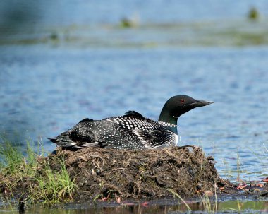 Dalgıç kuşu yuvalarını göl kıyısında çevresine ve arka planında bulanık bir yaşam alanına kurar ve korur. Tımarhane görüntüsü. Dalgıç kuşu gölde. Sulak Bölge 'de bir kaçık. Görüntü. Portre. Fotoğraf.. 