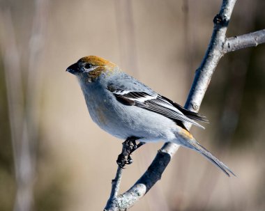 Pine Grosgaga 'nın yakın plan profil görüntüsü, çevresi ve doğal ortamında bulanık bir arka plana sahip. Görüntü. Görüntü. Portre. Grosgaga Stok Fotoğrafı.