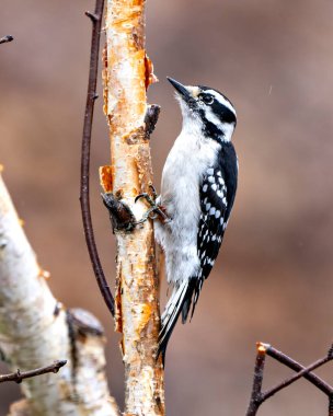 Ağaçkakan erkek yakın plan profil görüntüsü çevresi ve yaşam alanı konusunda bulanık bir arka plana sahip bir ağaç dalına tünemiş. Görüntü. Görüntü. Portre. 
