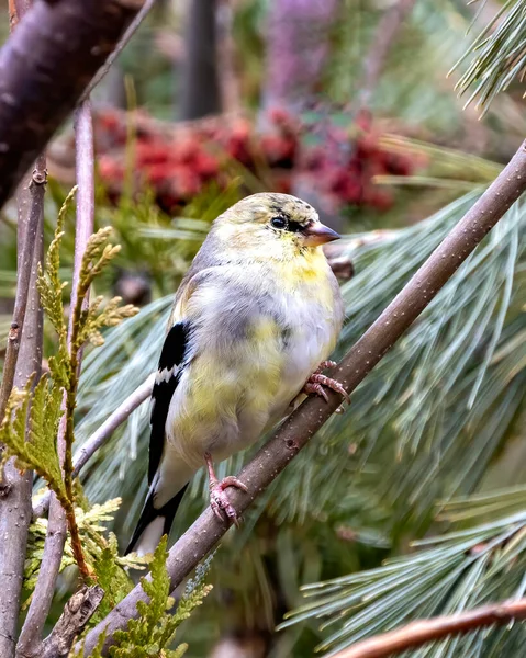 Finch Close Profile View Perched Branch Blur Forest Foliage Background — 스톡 사진