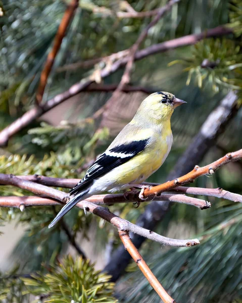 Vue Profil Rapprochée Roselin Perché Sur Une Branche Avec Fond — Photo