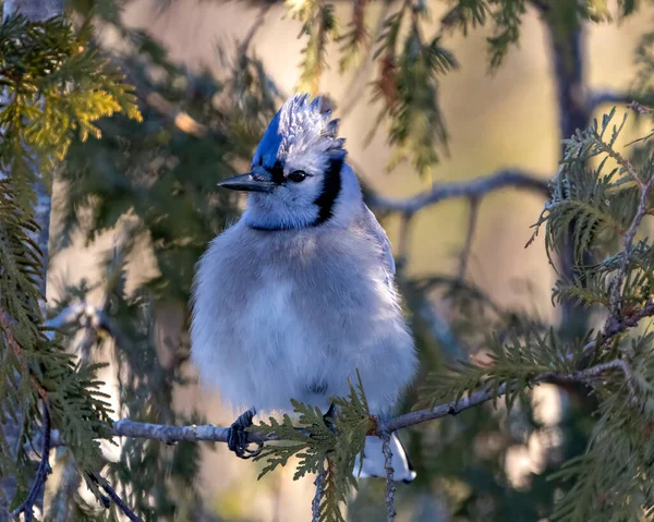 Blue Jay Vogel Aus Nächster Nähe Hockt Auf Einem Zedernzweig — Stockfoto