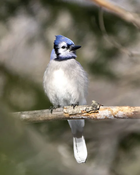 Blue Jay Bird Close Posado Una Rama Con Fondo Bosque —  Fotos de Stock