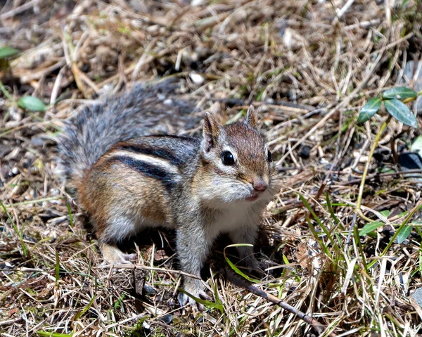 Chipmunk Animal Field Displaying Brown Fur Body Head Eye Nose — Stockfoto