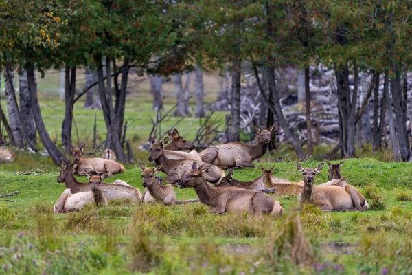 Elk Female Cows Resting Field Blur Forest Background Environment Habitat — Stock Photo, Image