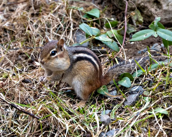 田里的花栗鼠在周围环境和栖息地表现出棕色的毛皮 — 图库照片