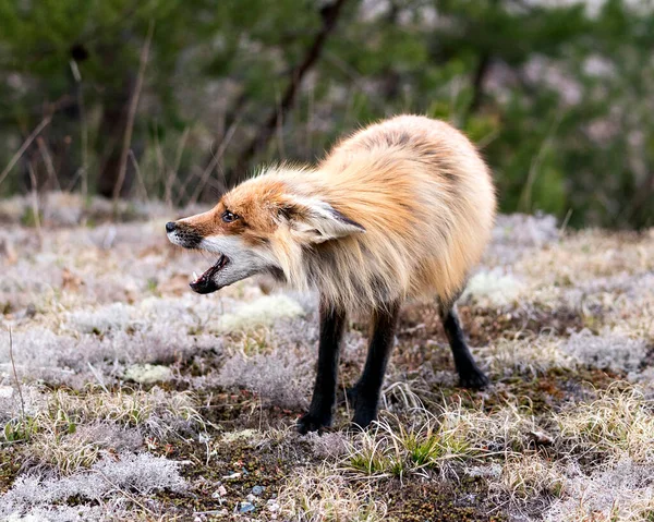 Volpe Rossa Piedi Muschio Bianco Con Uno Sfondo Foresta Sfocata — Foto Stock