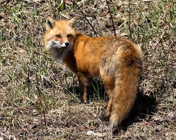 Red Fox Close Profile Rear View Spring Season Displaying Fox — Photo