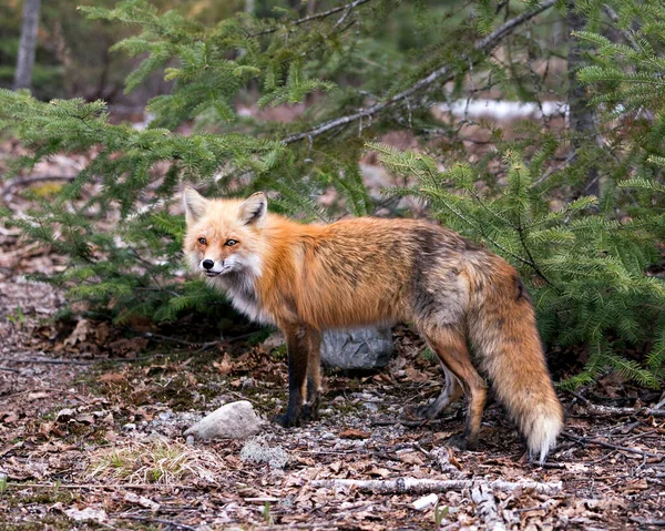 Red Fox Close Profile Side View Looking Camera Spruce Tree — Foto de Stock