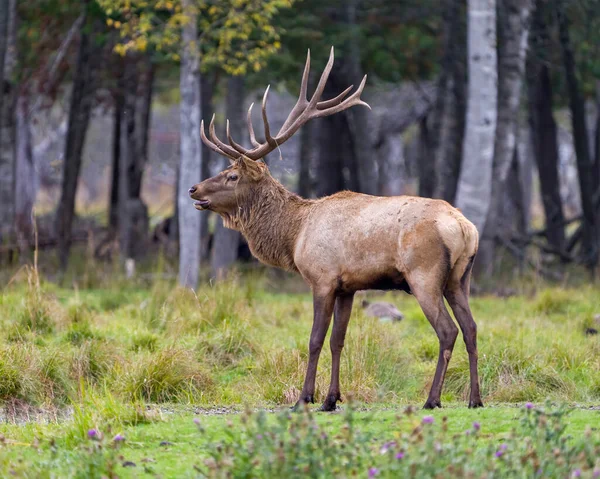 Elk buck animal side head shot close-up profile view with a blur forest background in its environment and habitat surrounding. Hunting season.