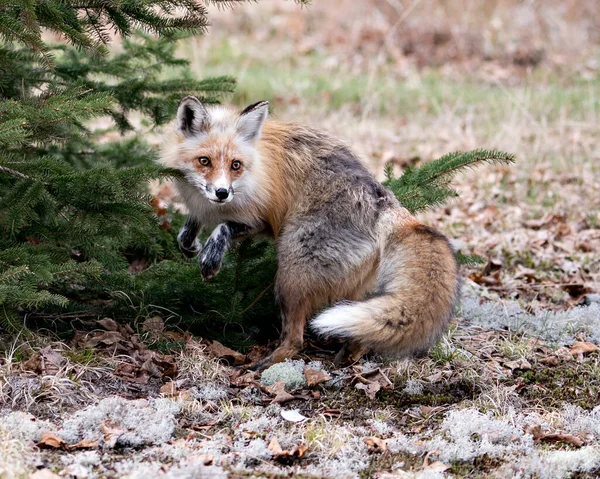 Red Fox Vista Perfil Close Por Uma Abeto Primavera Com — Fotografia de Stock